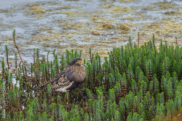 Obraz Ruff (Calidris pugnax)