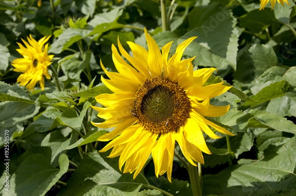 Fototapeta ヒマワリ