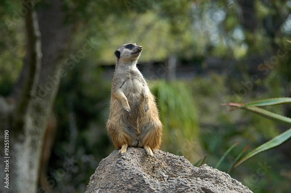 Obraz Meerkat