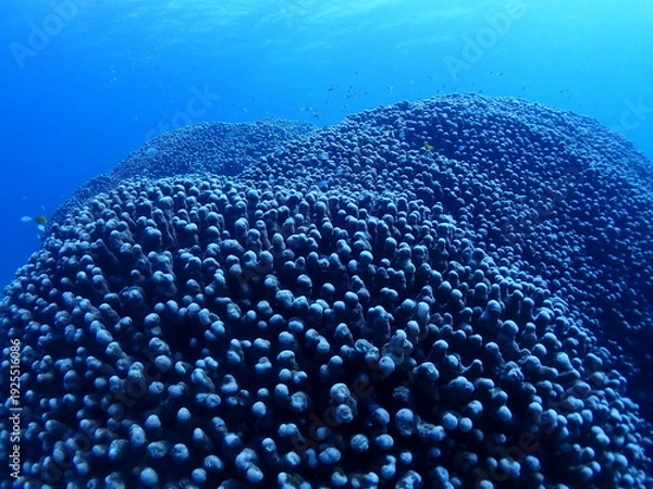 Obraz 沖縄・石垣伊原間湾海底のサンゴの森