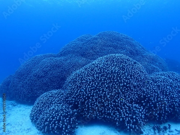 Obraz 沖縄・石垣伊原間湾海底のサンゴの森