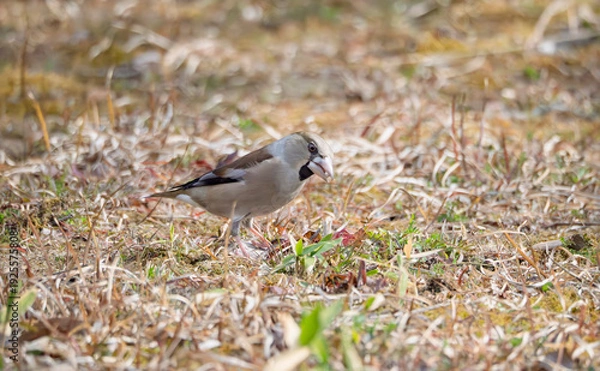 Obraz 冬の陽光を浴びて、一心に餌を啄むシメの姿