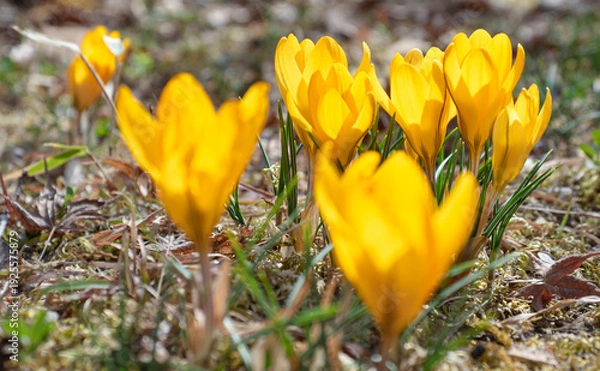 Obraz 春の光を透過する、可憐な黄金のクロッカス
