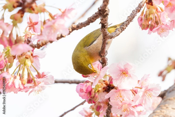 Fototapeta 河津桜とメジロ	