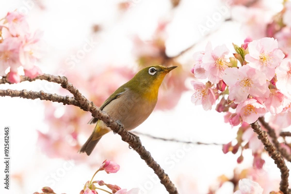 Obraz 河津桜とメジロ	