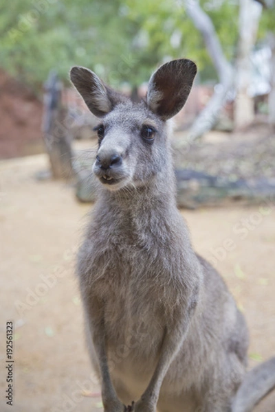 Obraz Kangaroo close up