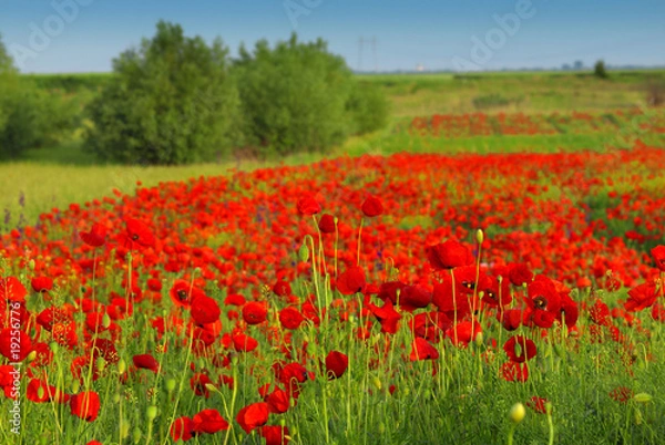 Fototapeta Red poppies on spring meadow