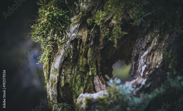 Fototapeta Baumwurzel mit Moos
