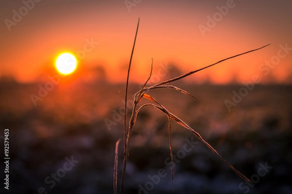 Obraz Gefrorener Grashalm im Abendlicht
