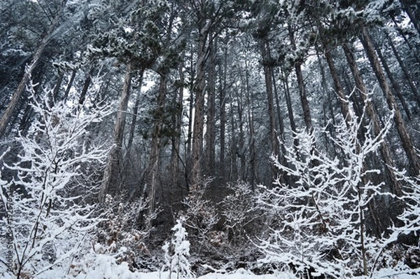 Fototapeta winter landscape
