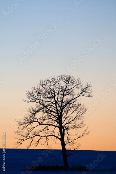 Obraz 朝焼けと木のシルエット