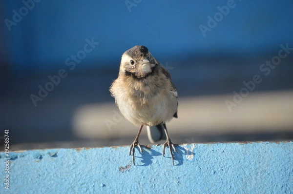 Obraz The sparrow is looking with an interest