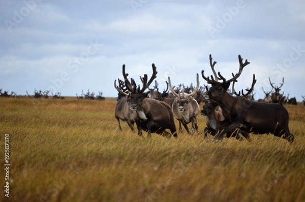 Obraz The reindeers run