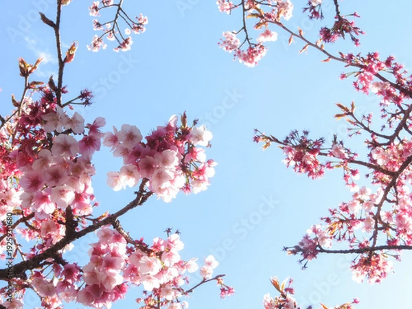Obraz 青空に映える満開の桜