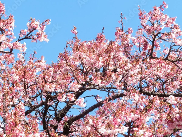 Obraz 青空に映える熱海桜