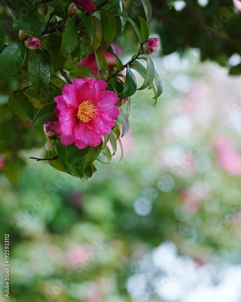 Obraz 美しい満開なサザンカの花