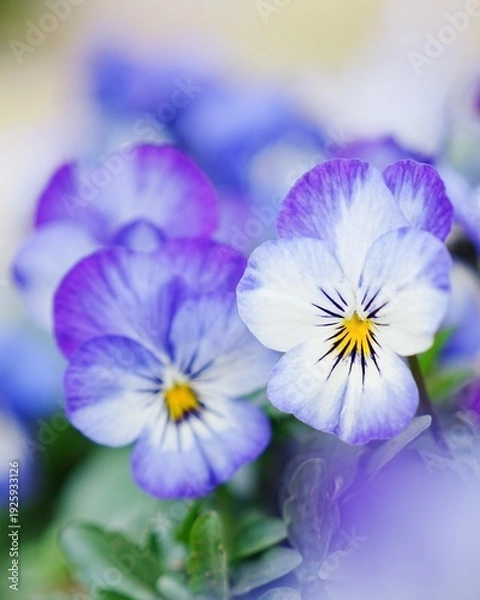 Obraz 可愛い満開なビオラの花