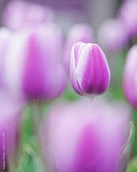 Obraz 可愛い満開なチューリップの花