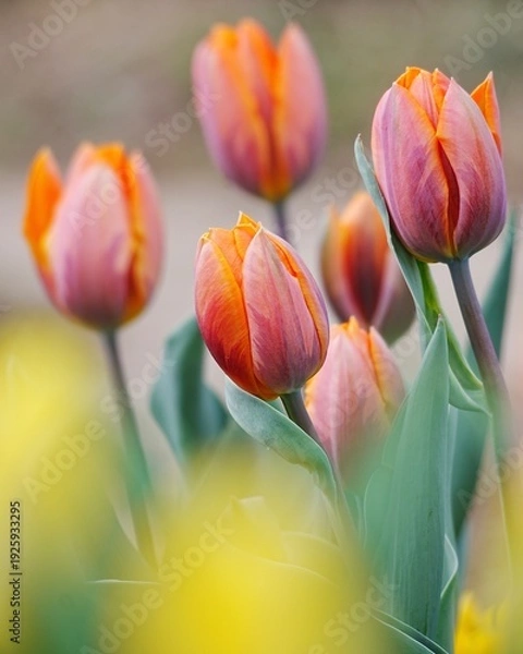 Obraz 可愛い満開なチューリップの花