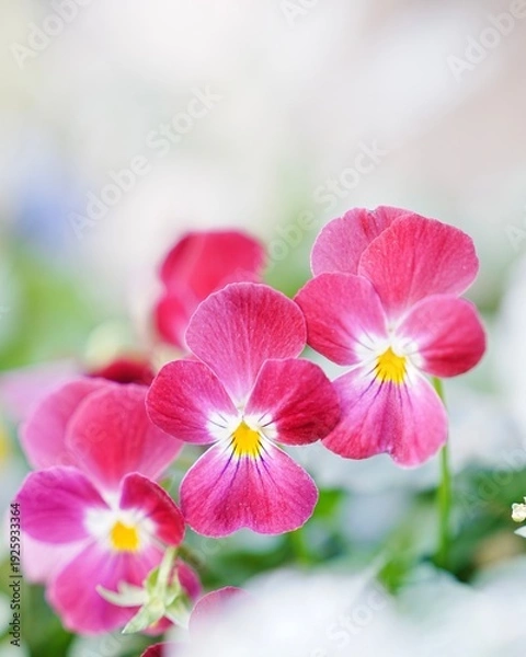 Obraz 可愛い満開なビオラの花