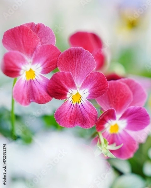 Obraz 可愛い満開なビオラの花