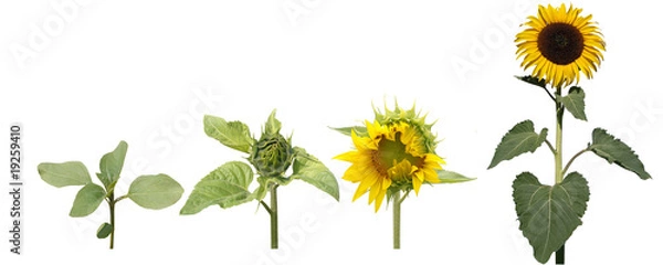 Obraz ewolucja słonecznika