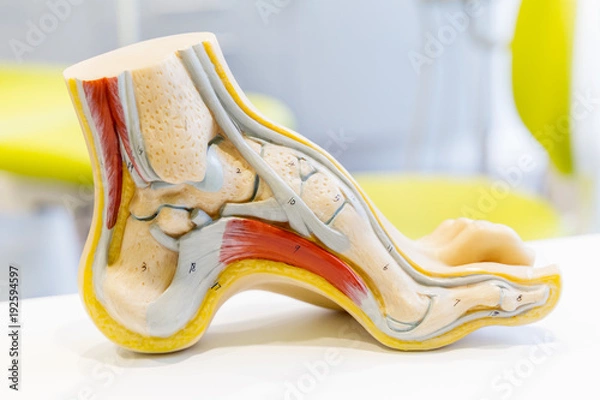 Obraz Anatomy human foot model 