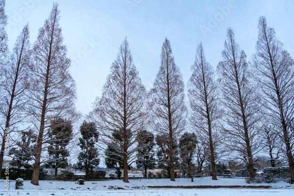 Fototapeta メタセコイアの雪景色
