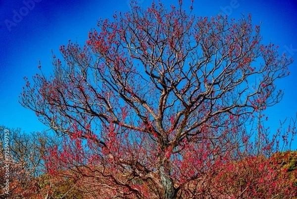 Obraz 南立石公園の紅梅