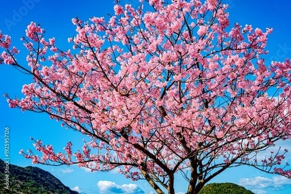 Obraz 四浦半島の河津桜