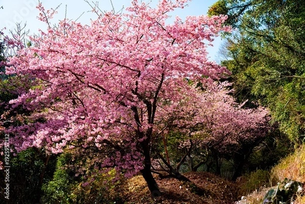 Obraz 四浦半島の河津桜