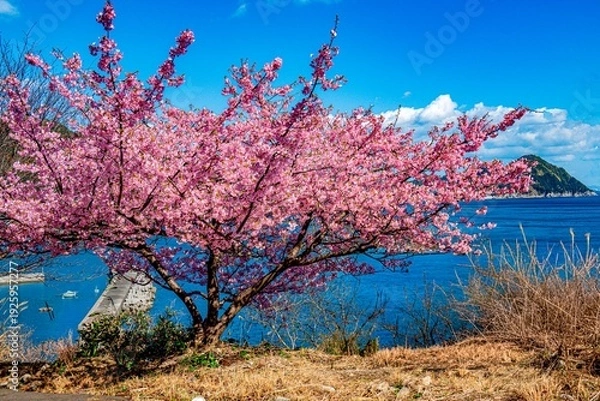 Obraz 四浦半島の河津桜
