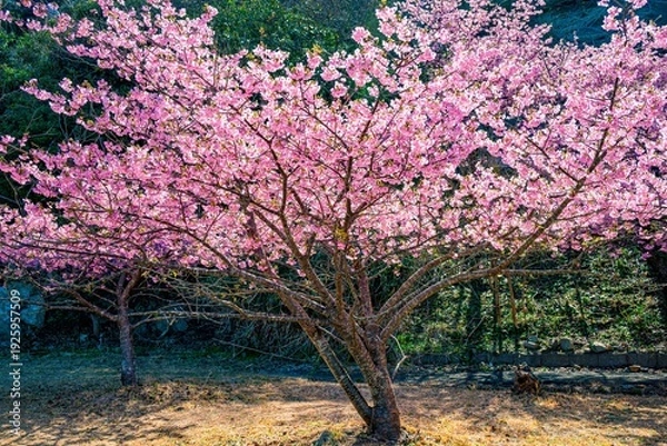 Obraz 四浦半島の河津桜