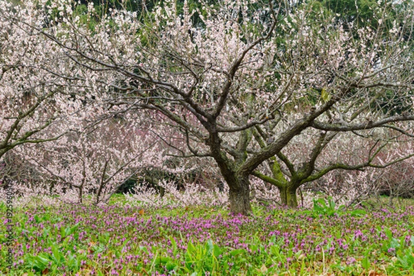 Obraz 満開のホトケノザと梅（愛知県知多市　佐布里池）