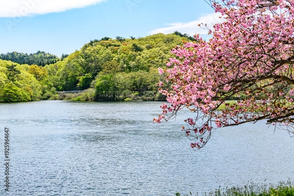 Obraz 桜と宮城の小さなダム湖
