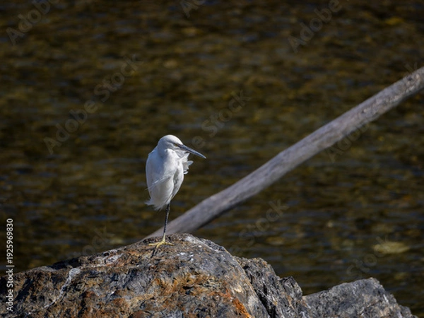 Obraz 片足で立って休むコサギ