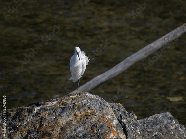 Obraz 片足で立って休むコサギ