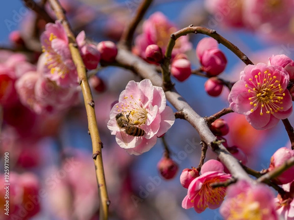 Obraz 梅の花に止まる蜜蜂