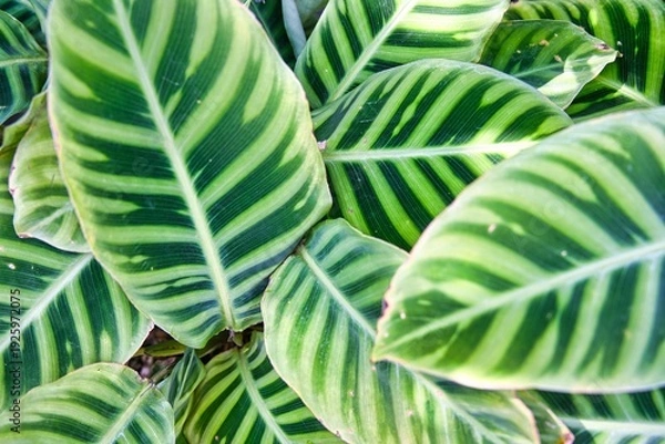 Obraz カラテア ゼブリナ