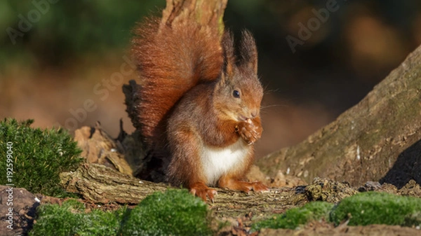 Fototapeta Red Squirrel in winter
