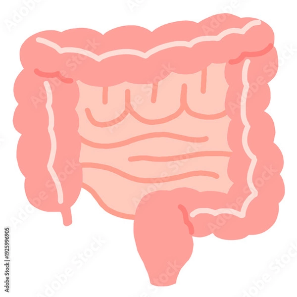 Fototapeta 健康な腸のイラスト