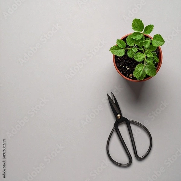 Fototapeta マットなウォームグレー背景に小さな鉢植えハーブと剪定ばさみを一角に非対称で配置したフラットレイ構図。
トップビューで大きなネガティブスペースを確保した上品なミニマルフラットデザイン。
落ち着いた色調と自然光を感じる柔らかなトーンで洗練された春の雰囲気を演出。
