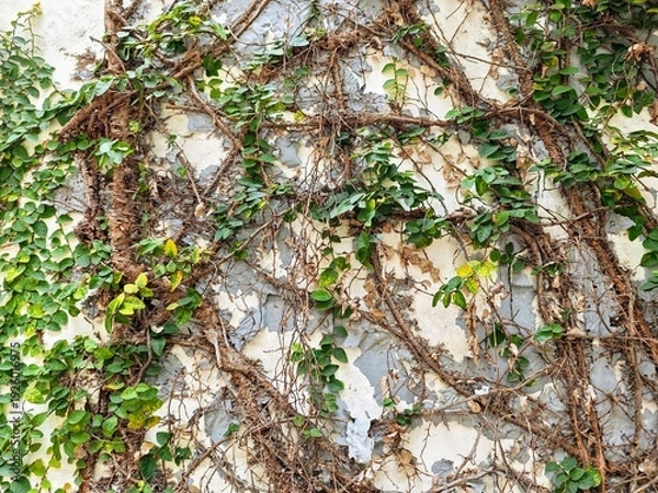 Obraz tree in the woods