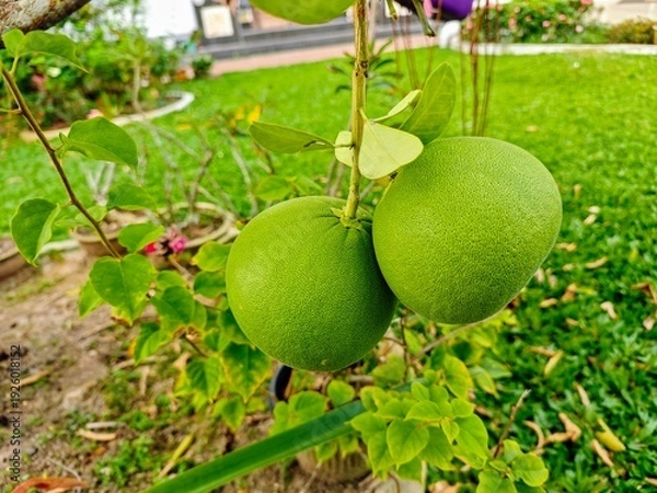 Obraz Pomelos on the tree