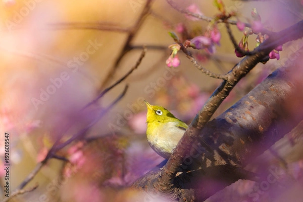 Obraz 河津桜とメジロ