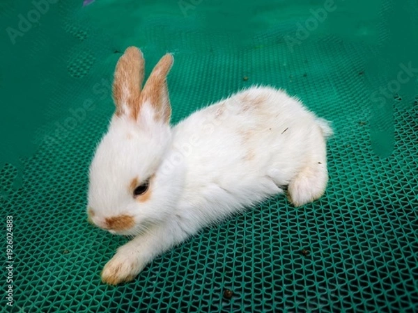 Obraz white rabbit on a blue background