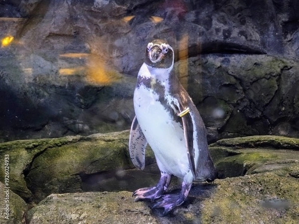 Obraz penguin on rock