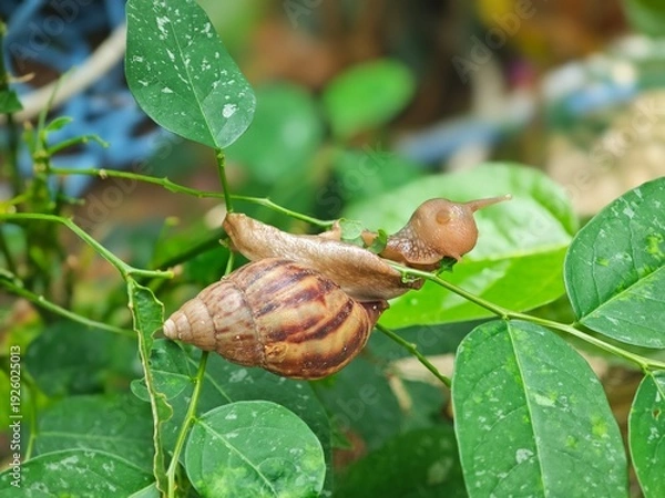 Obraz snail on a leaf