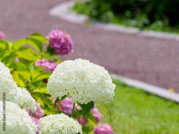 Obraz 初夏を感じるアジサイ園