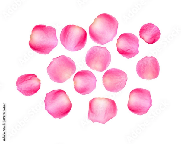 Obraz Pink rose petals